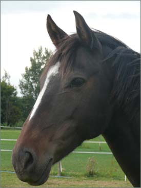 horse